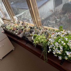 多肉植物,DIY,ガーデニング,ぷーの多肉,窓辺の画像