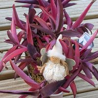 多肉寄せ植え,石の日,ミッチの会,クリスマス月間,毎月13日と14日は葉挿しの日の画像