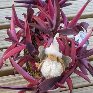 多肉寄せ植え,石の日,ミッチの会,クリスマス月間,毎月13日と14日は葉挿しの日の画像