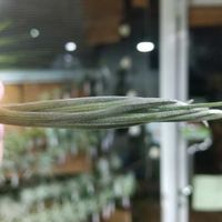 チランジア属,エアープランツ/チランジア,エアプランツ チランジア,チランジア【エアプランツ】,ティランジア属の画像