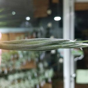 チランジア属,エアープランツ/チランジア,エアプランツ チランジア,チランジア【エアプランツ】,ティランジア属の画像