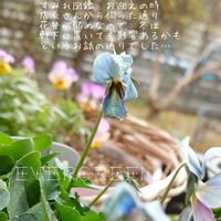 すみれ図鑑,プランター植え,ビオラ・パンジー,ガーデニング初心者,耐寒性やや弱いの画像