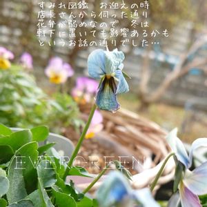 すみれ図鑑,プランター植え,ビオラ・パンジー,ガーデニング初心者,耐寒性やや弱いの画像