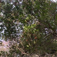 丹波の黒豆,丹波の黒豆,くろがねもちの実,黒鉄黐(くろがねもち)の実,クロガネモチ（黒金黐）の画像