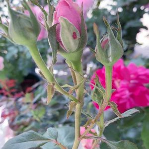 バラ,バラと夢CLUB,チーム岐阜,ユーミンつながり,クリスマス月間の画像