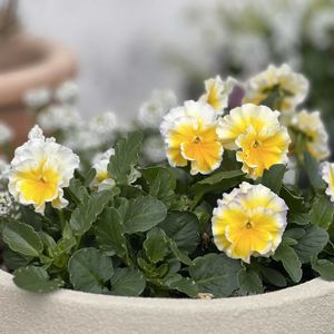 ビオラ　エッグタルト,玄関アプローチの画像