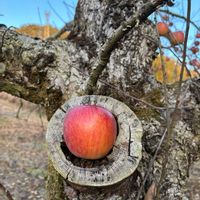 リンゴ,感謝,寒い,小さな幸せ♡,ありがとう♡の画像