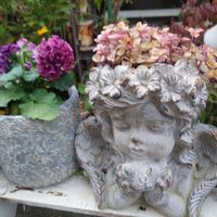 胡蝶の舞,カリシア,マミラリア 姫春星,ぶどうのほっぺ,復興祈願の画像