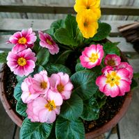 オキザリス,プリムラ　ジュリアン,パンジー ももこ,カレンジュラ　エミフル,ガーデニングの画像