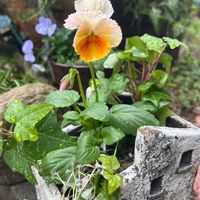 寄せ植え,ビオラ・パンジー,今日の庭,12月の庭,小さな庭の画像