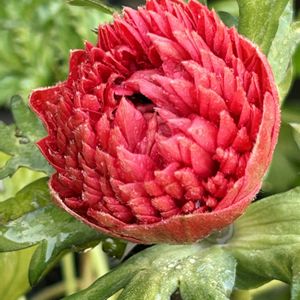 アネモネ,かわいい,ガーデニング,ナチュラルガーデン,癒しの画像