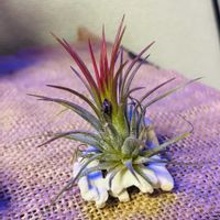 イオナンタ フエゴ,イオナンタ フエゴ,エアープランツ/チランジア,リビング・ダイニングの画像