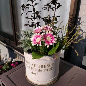 アリッサム,ストック,パンジー,パンジー　ドラキュラ,ガーデニングの画像