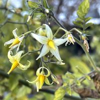 ミニトマトの画像