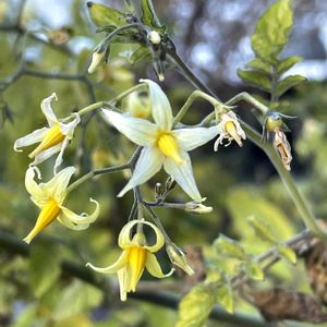 ミニトマトの画像