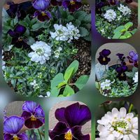イベリス,キク,フヨウ,ローダンセマム,パンジーの画像