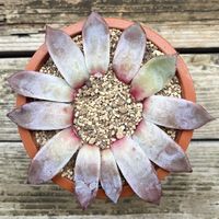 コロラータ タパルパ,多肉植物,鉢植え,葉挿し,エケベリア属の画像