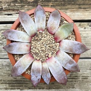 コロラータ タパルパ,多肉植物,鉢植え,葉挿し,エケベリア属の画像