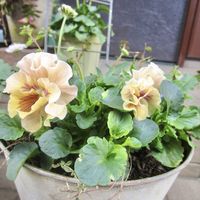 パンジー,ビオラ,パンジー 天の羽衣,スカビオサ  白ときどき桃,寄せ植えの画像