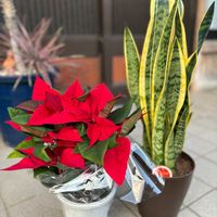 ポインセチア,サンセベリア,ランチ,２０２０年５月同期,能登半島の復興を願いますの画像