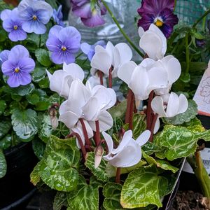 花のある暮らし,富山支部,花友さんに感謝♡,花友さんありがとうの画像