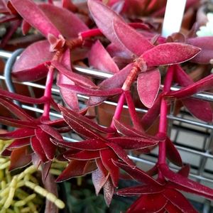 火祭り,レティジア,紅葉祭り,多肉植物,多肉植物の紅葉の画像