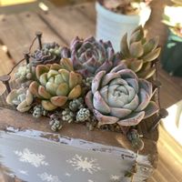 多肉植物,植中毒,植物は癒し,庭の画像