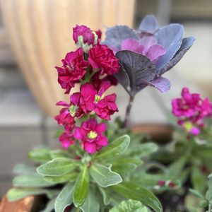 ストック,葉牡丹（はぼたん）,青空っ子,エントランスの画像