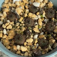 サボテン,フライレア 士童,多肉植物のある暮らし,フライレア属の画像