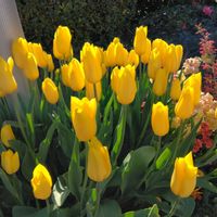 チューリップの画像