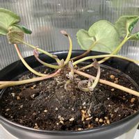 シクラメン,パイナップル,ラブリーローズ,いつもありがとう♡,植物のある暮らしの画像