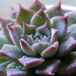 多肉植物,花のある暮らし,皆様に感謝,素敵な庭に✨の画像