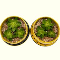 黄麗,多肉植物,植え替え,初心者,可愛いの画像