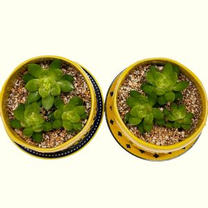 黄麗,多肉植物,植え替え,初心者,可愛いの画像