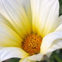 ガザニア,ホワイト,イエロー,大好きな花,シルエット❤︎の画像