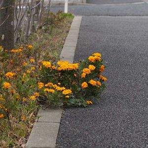 センジュギク,花壇,山野草の画像