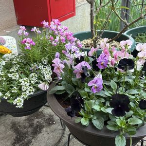 キンセンカ,サクラソウ,ノースポール,リナリア,スイートアリッサム の画像