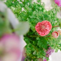 アネモネ,アネモネ 極,庭の画像