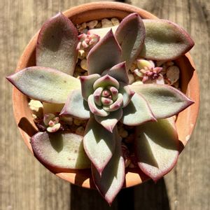 ラタム,ラタム,多肉植物,鉢植え,葉挿しの画像