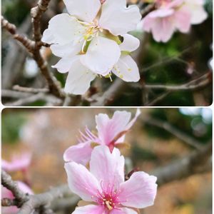 ヤツデ,フユザクラ,今日のお花,お出かけ先の画像