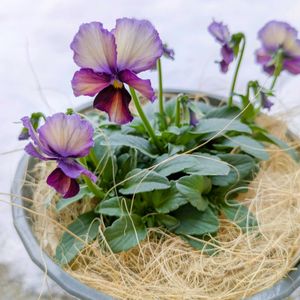 ビオラヌーヴェルヴァーグ,花のある暮らし,雪景色,岩手県,季節を感じる暮らしの画像