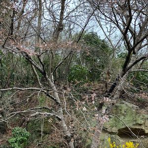 ソメイヨシノ,セイヨウサクラソウ,今日のお花,花友さんに感謝,石の日の画像