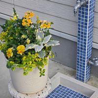 寄せ植え,玄関アプローチの画像