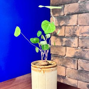 ステファニア・エレクタ,塊根植物,夏型塊根植物,お迎え記録,リビング・ダイニングの画像