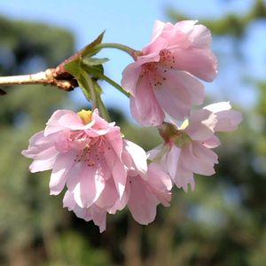 お出かけ先の画像