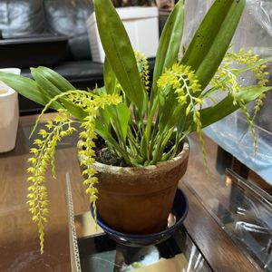 デンドロキラム。,デンドロキラム フォルモサヌム,キセロフィタ　レティネルビス,洋蘭,ラン科の画像