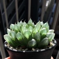 ハオルチア,ハオルチア サレムシス,多肉植物,ハオルチア属,ハオルシア属     の画像