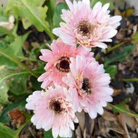 ガーベラ,地植え,ガーデニング,神戸っ子だョ‼️全員集合,ラン・ララ〜ん♡♡の画像