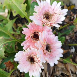 ガーベラ,地植え,ガーデニング,神戸っ子だョ‼️全員集合,ラン・ララ〜ん♡♡の画像