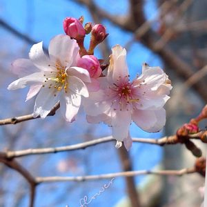 冬桜,フユザクラ,可愛い,綺麗な色♡,花のある暮らしの画像
